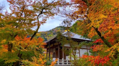 Kyoto: 2-Hour Guided Tour of Arashiyama's Autumn Leaves Day Tours