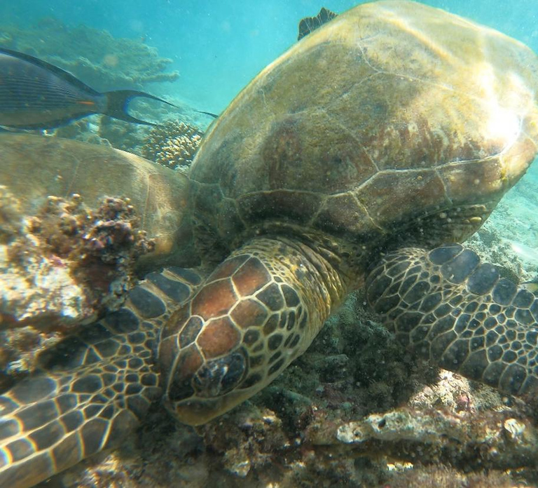 From Dubai: Fujairah Sea Turtles Snorkeling Tour with Lunch
