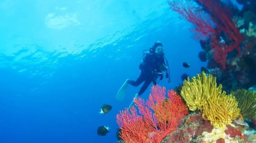 Okinawa Kerama Islands Snorkeling Experience/FUN Diving Tour from Naha, Japan
