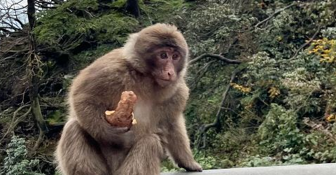 Leshan Giant Buddha + Mount Emei One-Day Tour – Guaranteed Tickets