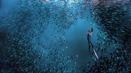 Philippines Moalboal Sardine Run Diving
