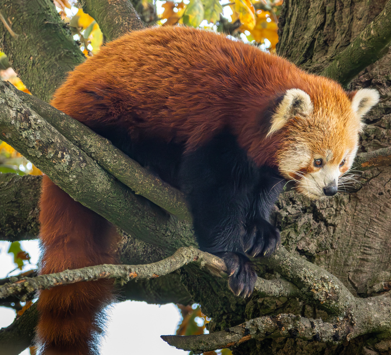 Dunstable: Whipsnade Zoo Full-Day Entrance Ticket