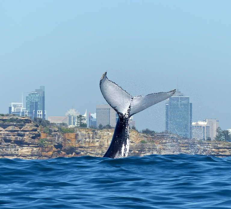 Sydney Whale Watching Cruise with Breakfast or Lunch