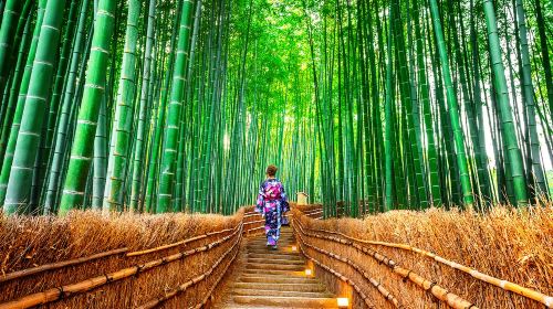 Small group of 9: Kyoto 1-day tour to Kifune shrine, Arashiyama and Sanzen-in