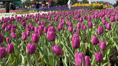 Gaomei Wetlands & Zhongshe Flower Market Tour with Free Bubble Tea Day Tours