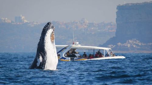 Sydney: 2.5 hour Adventure Whale Watching Cruise Day Tours