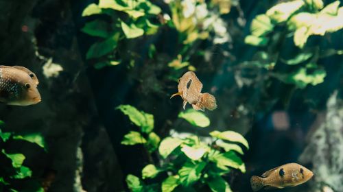Aquarium du Grand Lyon: Entry Ticket Child