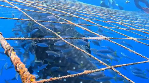 Swim with Whale Sharks in Okinawa, Japan – Snorkeling, Scuba Diving