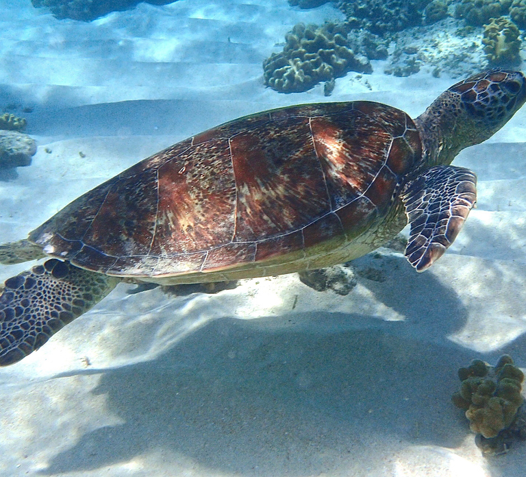 Port Douglas: Low Isles Afternoon Cruise on Luxury Catamaran