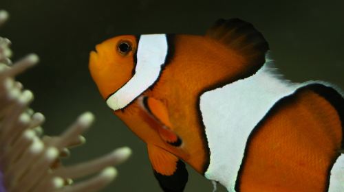 Seaquarium Institut Marin