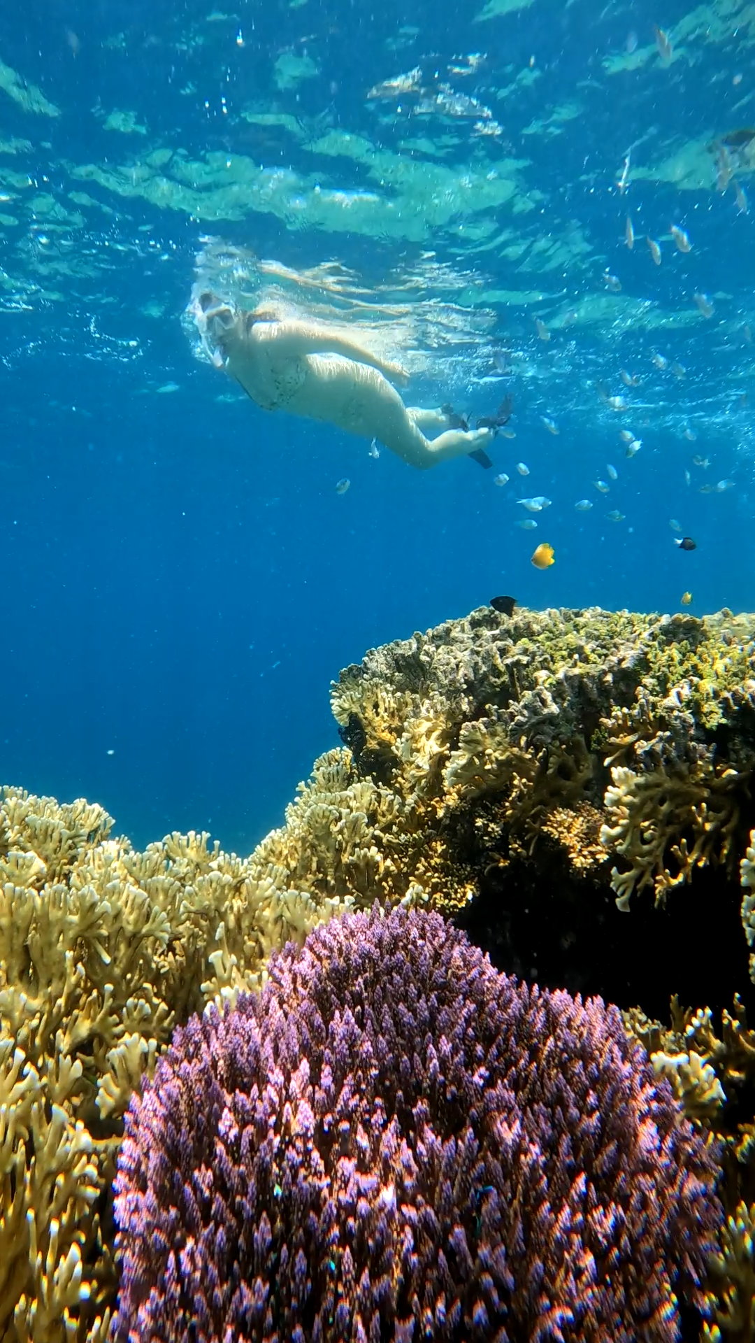 Secrate Island Private Snorkling Tour in lombok with go pro