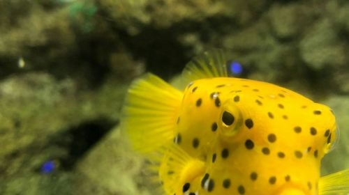 Lanzarote Aquarium: Skip The Line Ticket Senior