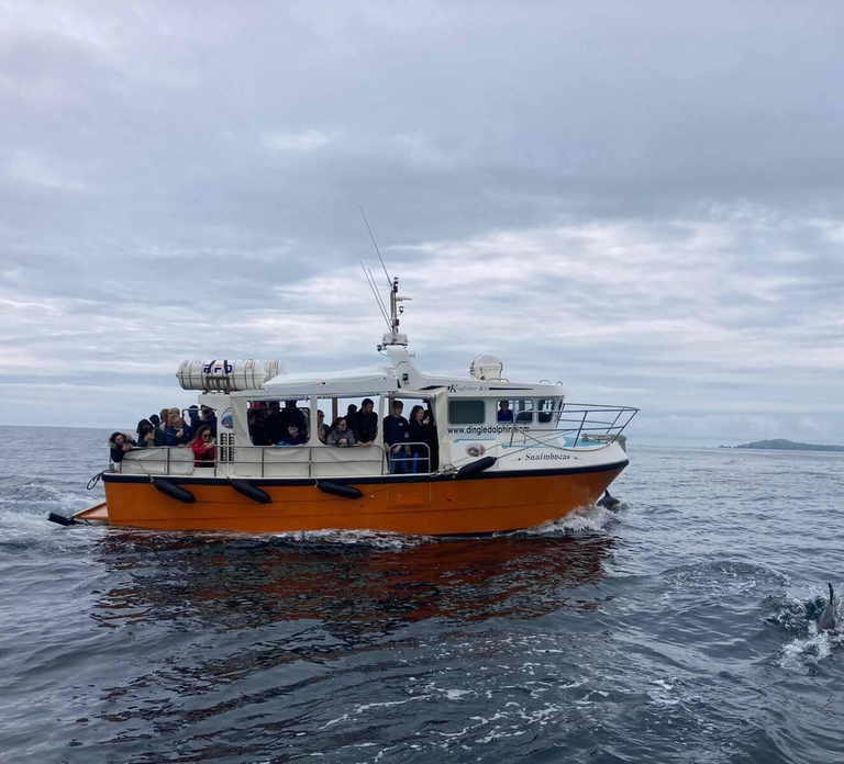 Dingle: Dingle Bay Cliffs Boat Tour with Guide (1 Hour)