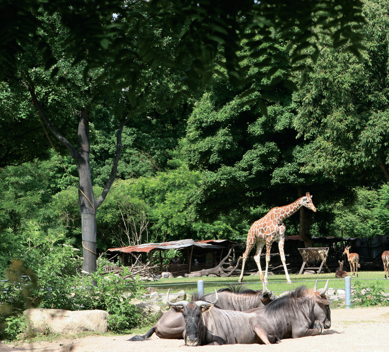 Copenhagen: Copenhagen Zoo Entry Ticket