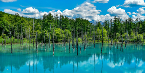 1-day tour to Asahiyama Zoo in Hokkaido: Shirogane Blue Pond (Aoiike) + Shirahige Waterfall + Ningle Terrace + viral tree