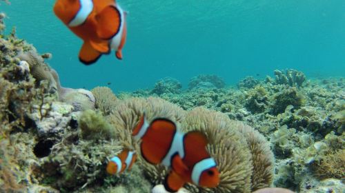 Bohol Island: Dolphin Watching + Balicasag Island Snorkeling 1-day Tour
