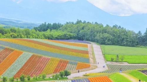 Biei, Hokkaido 1-Day Tour: Shirogane Blue Pond, Shikisai-no-Oka & Farm Tomita from Sapporo