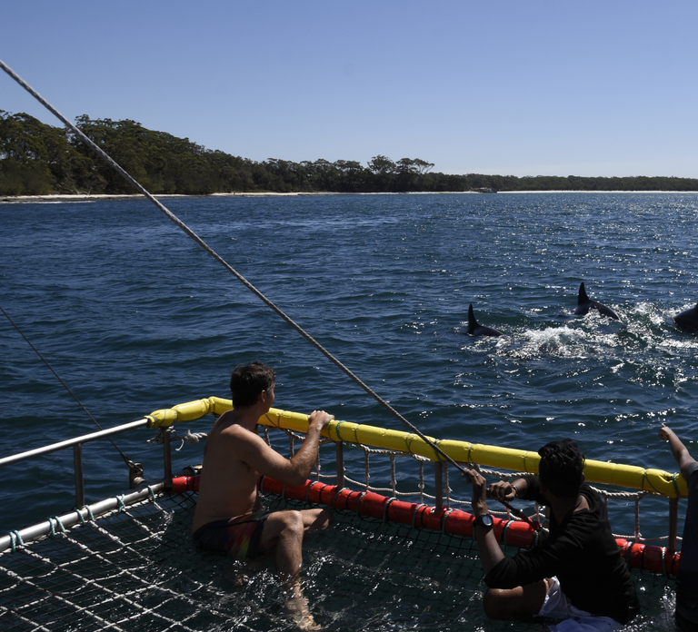 Huskisson: Dolphin Cruise & Boom Netting Experience