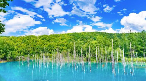 Private charter/transfer/point-to-point service in Hokkaido (Sapporo airport, Otaru, Lake Toya, Furano and Hakodate) Day Tours