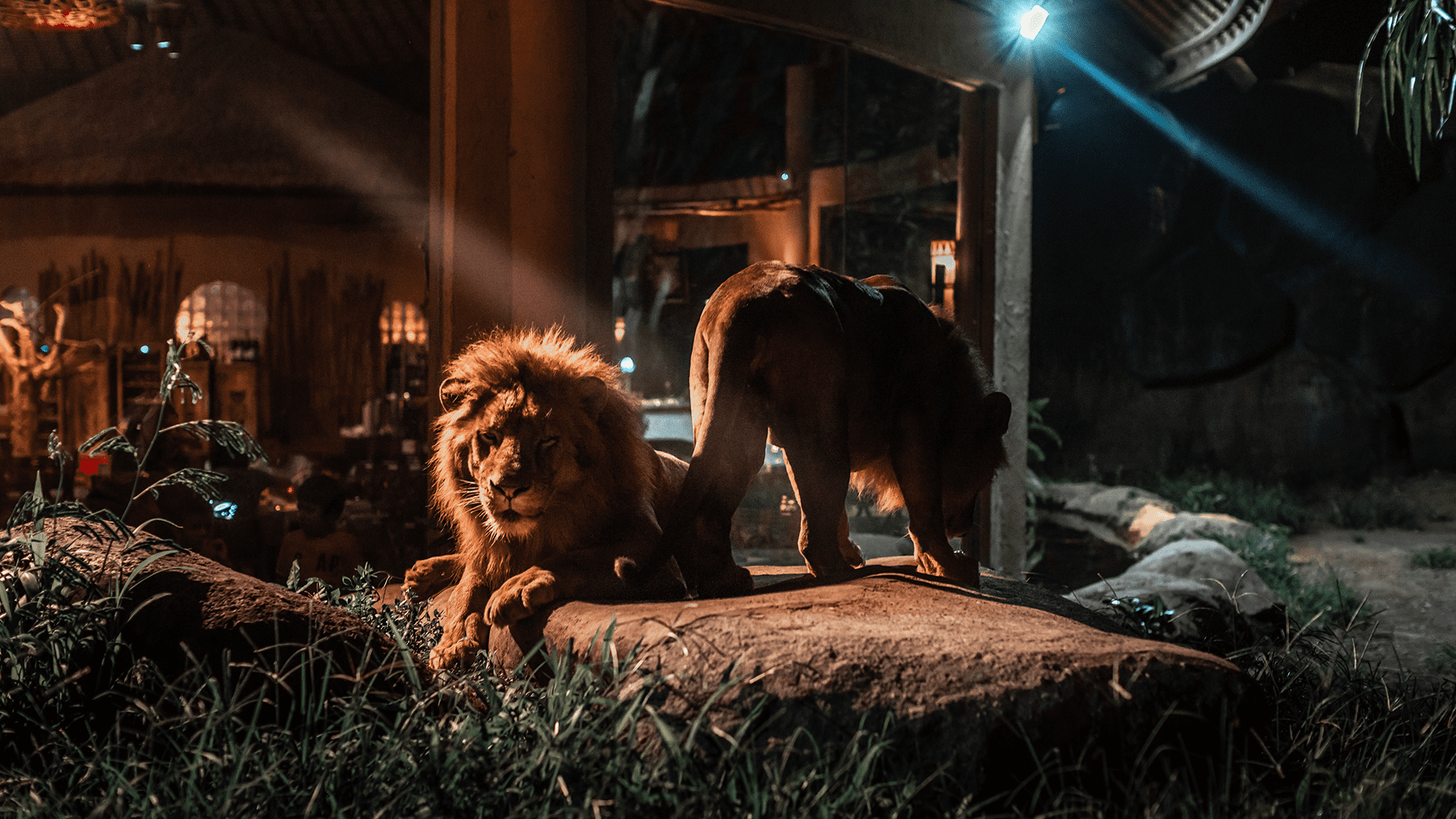Night Safari + Varuna with Dinner