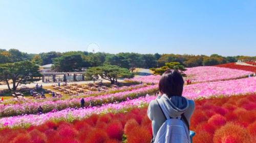 Ibaraki Autumn Special – Hitachi Seaside Park