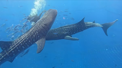 Swim with Whale Sharks in Okinawa, Japan – Snorkeling, Scuba Diving