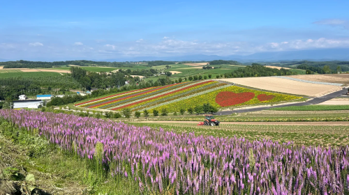 Popular 1-day tour to Biei and Furano in Hokkaido - Farm Tomita + Shirogane Blue Pond (Aoiike) + Shirahige Waterfall