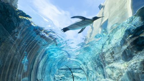 Hokkaido classic 1-day tour: Asahiyama zoo + Shirahige waterfall + Shirogane blue pond (Aoiike) + Forest elf terrace Day Tours