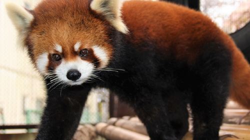 Nasu World Monkey Park