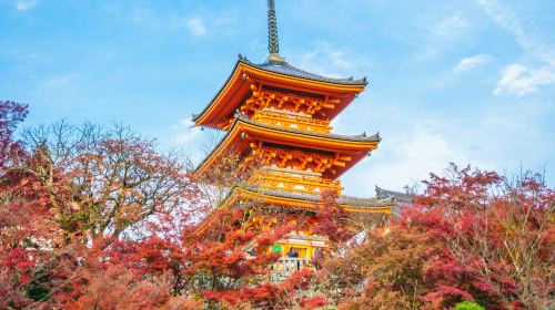 Kyoto & Nara 7 Major Spots Highlights Day Tour