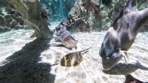 SEA LIFE Val d'Europe
