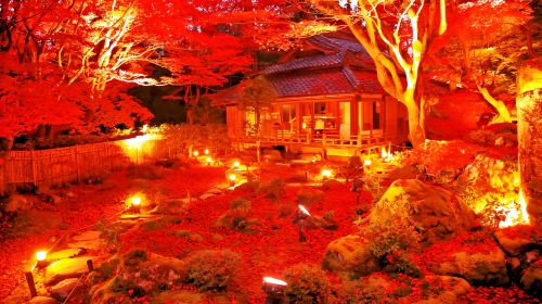 Japan Mount Hiei Enryaku-ji Temple + Omihachiman + Kyorinbo Temple Autumn Leaves Illumination 1-day tour Day Tours