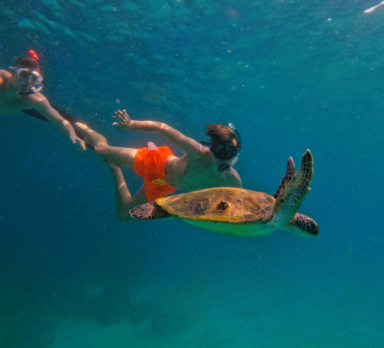 From Dubai: Fujairah Snorkeling with Turtles and Transfer