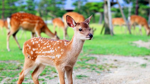 1-day tour to Arashiyama & Katsuo-ji in Kyoto, Japan with Chinese-speaking guide