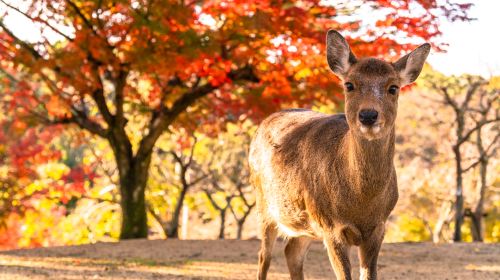 Kyoto Arashiyama + Nara Park + Fushimi Inari Taisha Photography Tour (Departing from Osaka/Kyoto) Day Tours
