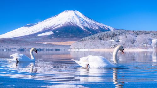 [KABA Amphibious Bus Ticket Included] Tokyo Twin Lakes Kawaguchi and Yamanaka Day Trip | Hotel Pick-up Optional Day Tours