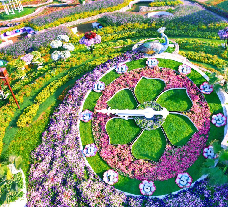 Dubai: Miracle Garden Entry Ticket with Hotel Transfer