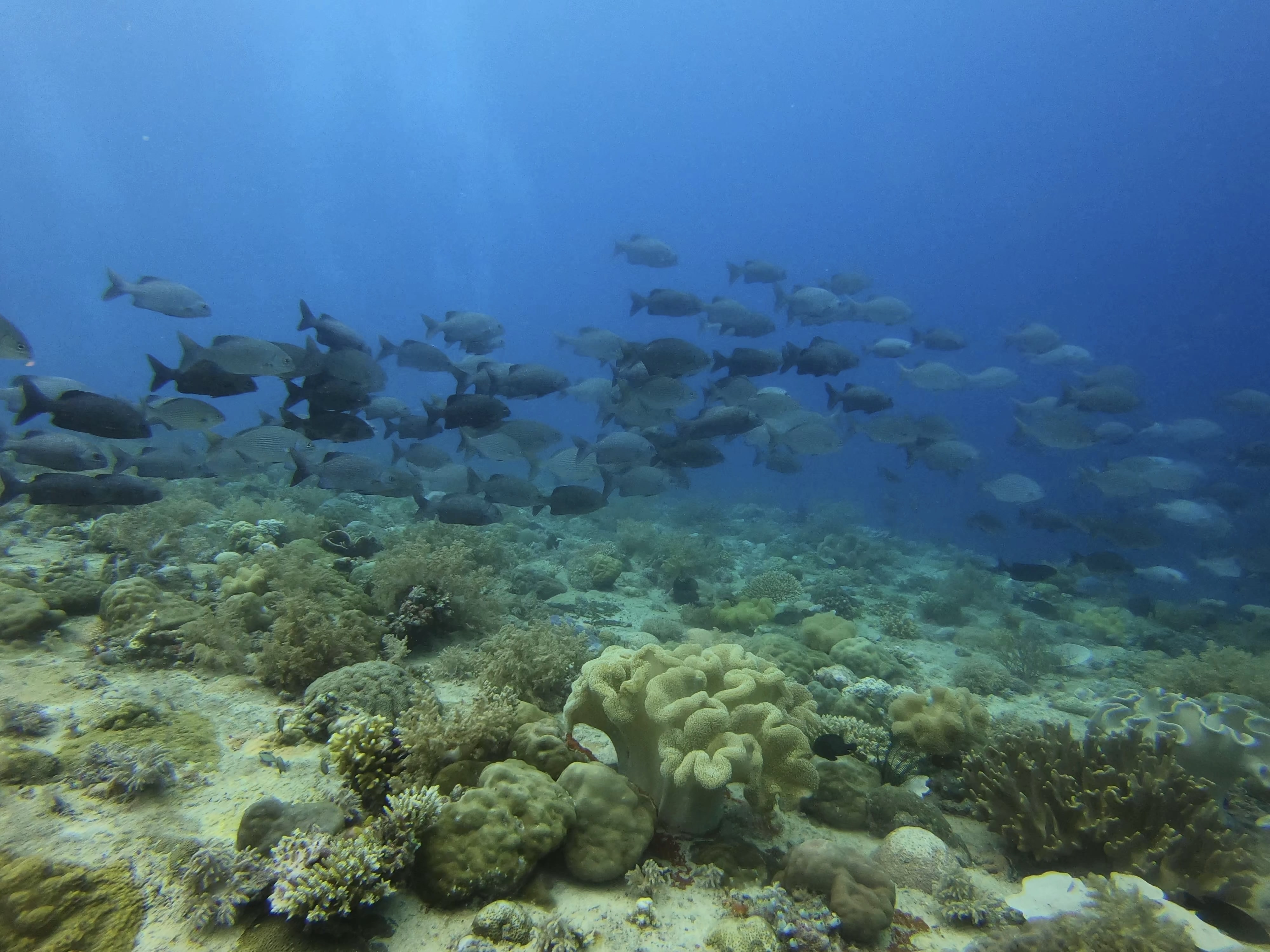 Beginner Diving for Non-Certified by Bali Stingray