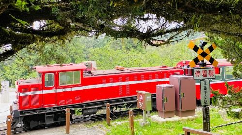 Alishan & Fenchihu Day Tour from Taichung Day Tours