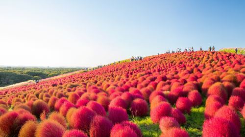 Ibaraki Autumn Special – Hitachi Seaside Park