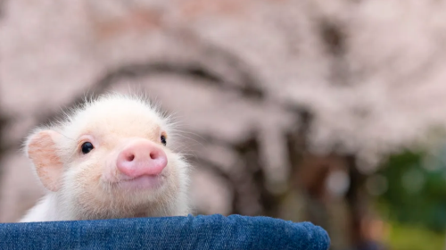 [mipig cafe Meguro Branch] Popular Healing Pig Cafe Interactive Experience
