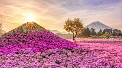 Mount Fuji Shibazakura Festival Seasonal Day Trip from Tokyo: Instagram-Famous Spot Hopping | Hikawa Clock Shop&Oshino Hakkai&Kawaguchiko Lawson&Lake Kawaguchi Oishi Park Day Tours