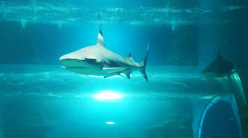 Lanzarote Aquarium: Skip The Line Ticket Senior