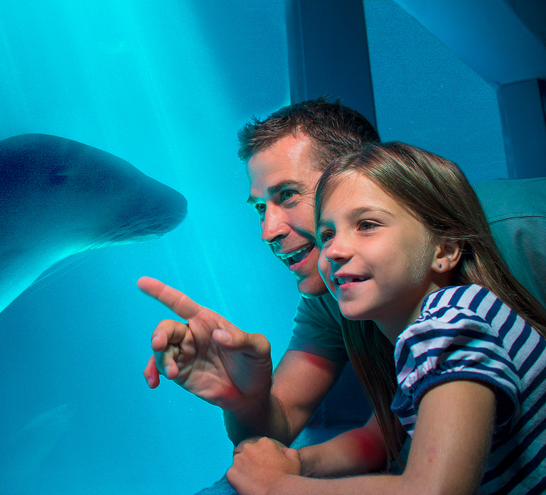 Sunshine Coast: SEA LIFE Sunshine Coast Entry Ticket