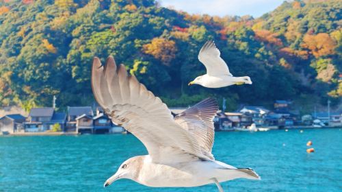 Amanohashidate Sandbar & Ine Funaya Village Tour with Optional Sea Cruise