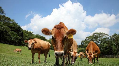 Flying Cow Ranch