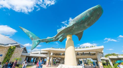Rado Churaumi Bus | Churaumi Aquarium (Admission Included) Okinawa Day Trip Bus Tour Day Tours