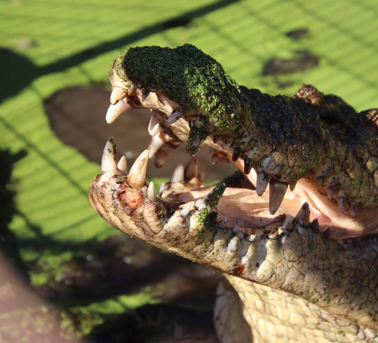 Broome: Malcolm Douglas Crocodile Park Tour with Transfers