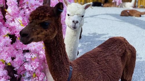 Yueyawan Farm