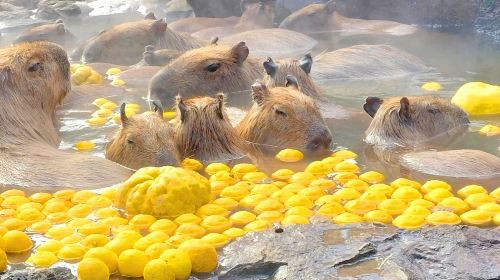Izu Omuroyama Day Tour from Tokyo: Mt. Omuro, Shaboten Zoo & Jogasaki Coast